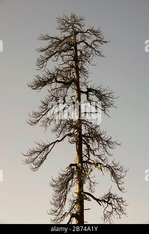 An ancient ponderosa pine tree, killed in a forest fire, in the Deschutes National Forest, in central Oregon near Bend. Stock Photo