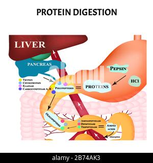 pepsin in the digestive system