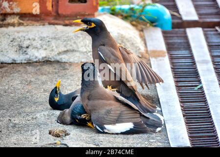 Common myna (Acridotheres tristis) fighting on the ground Stock Photo