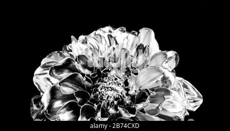 Floral shop. Metallic steel color. Flower covered metallic paint close up. Metal flower. Abstract art. Eternal beauty. Botany concept. Forging and sculpture. Beautiful black silver flower. Stock Photo