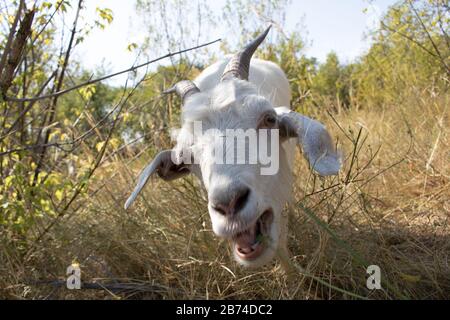white goat in the village walking on the green grass, summer sunny day Stock Photo