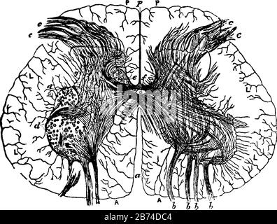 Section of the spinal cord, vintage engraved illustration Stock Vector ...