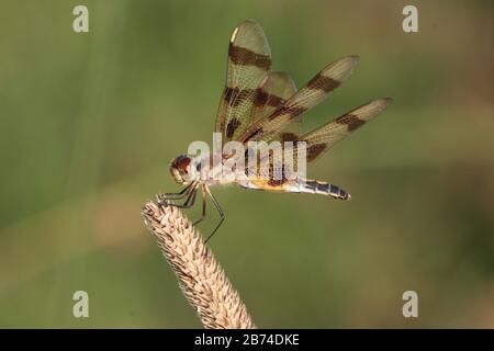 Common White Tail skimmer dragonfly Stock Photo