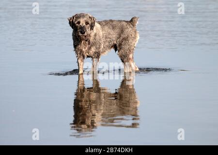 Old dog in the lake in the summer Stock Photo