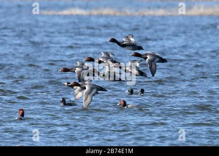 Huge rafts of migrating Red head ducks Stock Photo