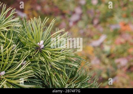 bright green needles of a common pine wood with young sprouts at the beginning of spring Stock Photo