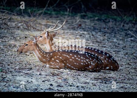 Deerare the hoofed ruminant mammals forming the family Cervidae. The two main groups of deer are the Cervinae, including the muntjac, the elk (wapiti) Stock Photo