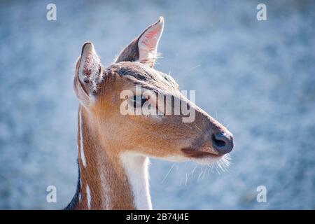 Deerare the hoofed ruminant mammals forming the family Cervidae. The two main groups of deer are the Cervinae, including the muntjac, the elk (wapiti) Stock Photo