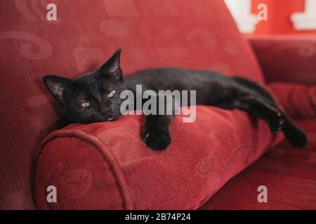 Little cute kitten resting on red couch Stock Photo