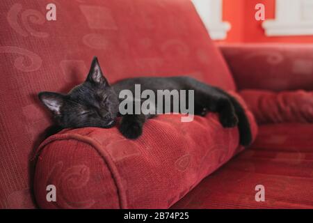 Black kitten sleeping on red sofa cushion Stock Photo