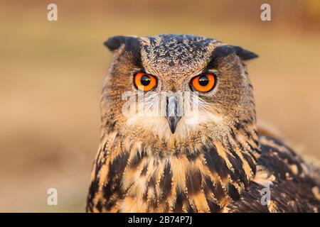 Eurasian eagle-owl. Closeup portrait of eagle owl. Stock Photo