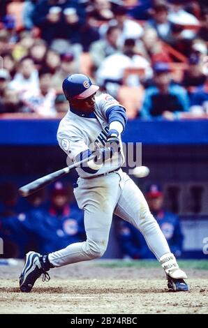 Sammy Sosa, Chicago Cubs during the record breaking season in 1998. Stock Photo