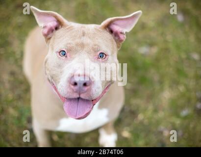 A happy fawn colored Pit Bull Terrier mixed breed dog sitting outdoors Stock Photo