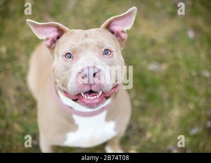 A happy fawn colored Pit Bull Terrier mixed breed dog sitting outdoors and looking up at the camera Stock Photo