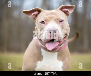 A happy fawn colored Pit Bull Terrier mixed breed dog outdoors Stock Photo