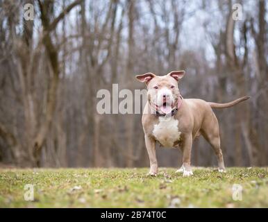 A happy fawn colored Pit Bull Terrier mixed breed dog standing outdoors Stock Photo