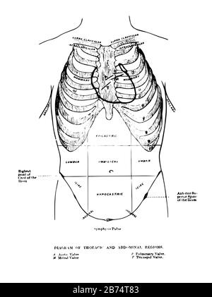 Abdominal Regions Stock Vector Image & Art - Alamy