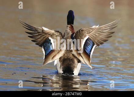 A drake mallard duck flapping his wings on a lake.  Rear View. Stock Photo