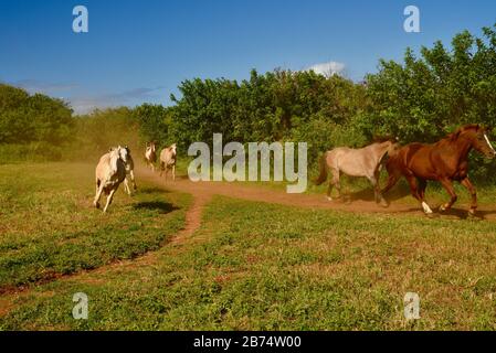 Beautiful herd of galloping horses, kicking up dust, following trail to paddock and pasture at 900-acre Gunstock Ranch, Oahu Island, Laie, Hawaii, USA Stock Photo