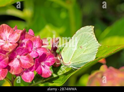 Brimstone butterfly sitting on the blossoms of a flower Stock Photo