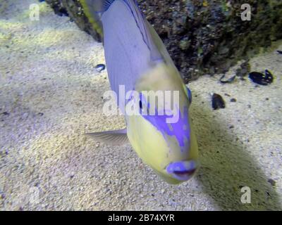 A Bignose Unicornfish (Naso vlamingii) Stock Photo