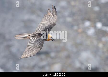 Bearded Vulture (Gypaetus barbatus), adult in flight seen from above, Trentino-Alto Adige, Italy Stock Photo