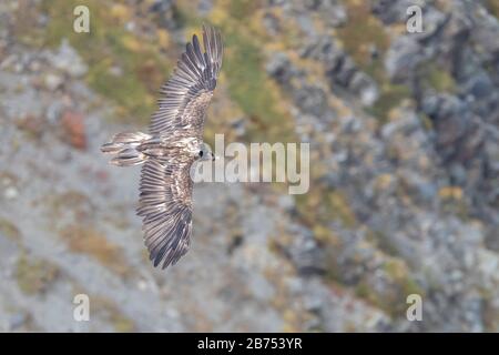 Bearded Vulture (Gypaetus barbatus), juvenile in flight seen from above, Trentino-Alto Adige, Italy Stock Photo