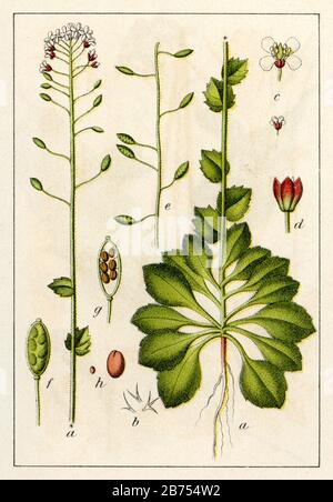 whitlow-grass Draba verna, Syn.: Erophila verna,  (botany book, 1902) Stock Photo
