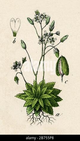 whitlow-grass Draba verna, Syn.: Erophila verna,  (botany book, 1879) Stock Photo