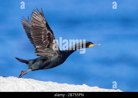 Cape Cormorant (Phalacrocorax capensis), side view of an adult at take-off, Western Cape, South Africa Stock Photo