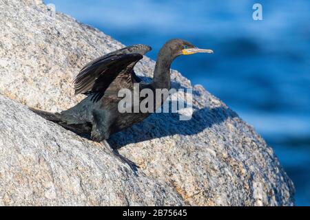 Cape Cormorant (Phalacrocorax capensis), side view of an adult ready to take-off, Western Cape, South Africa Stock Photo