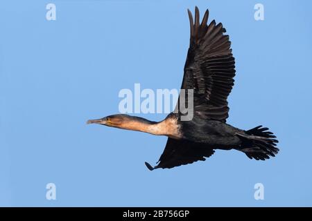 White-breasted Cormorant (Phalacrocorax lucidus), adult, Western Cape, South Africa Stock Photo