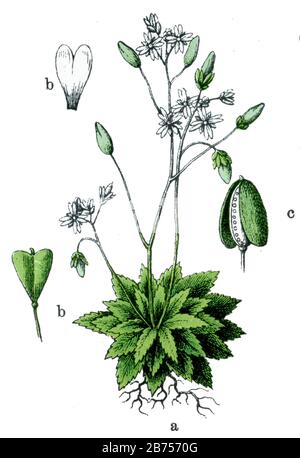 whitlow-grass Draba verna, Syn.: Erophila verna,  (botany book, 1909) Stock Photo