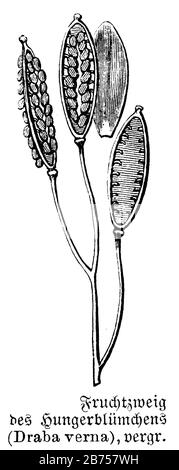 whitlow-grass, Draba verna, Syn.: Erophila verna, anonym (botany book, 1888) Stock Photo