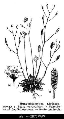 whitlow-grass, Draba verna, Syn.: Erophila verna, anonym (botany book, 1884) Stock Photo