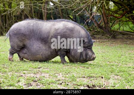 Black pot-bellied pig on a meadow in summer Stock Photo