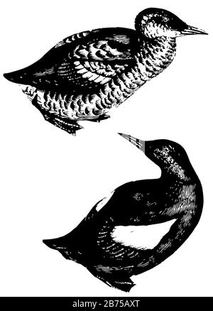 Guillemot have the beak long, vintage line drawing or engraving illustration. Stock Vector