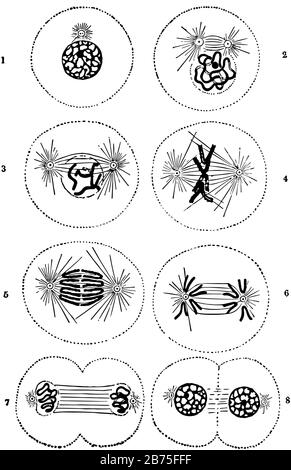 Cell division is the process by which a parent cell divides into