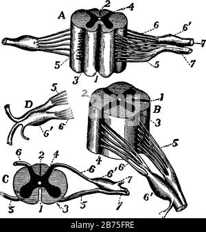 The spinal cord and nerve roots, vintage line drawing or engraving ...