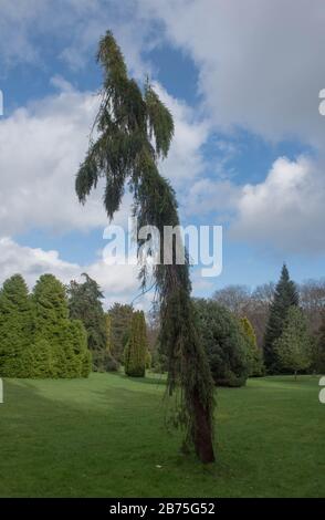 Spring Foliage of an Evergreen Conifer Weeping Giant Sequoia Tree (Sequoiadendron giganteum 'Pendulum') Growing in a Pinetum in Cornwall, England,UK Stock Photo