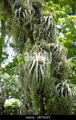 Tillandsia xerographica seen growing on arches in the National