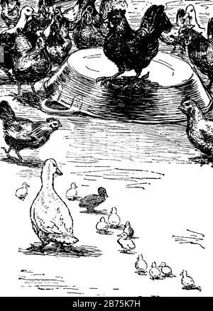 Vintage illustration of The Ugly Duckling Stock Photo - Alamy