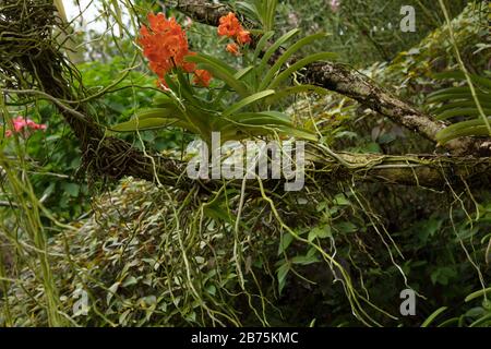 Orchids seen on tree branch. Stock Photo