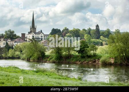 Trees in spring green border the River Wye with white swans with Ross-on-Wye church and town on the hill above the river Stock Photo