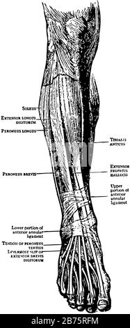 This illustration represents Leg Muscles, vintage line drawing or ...