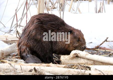 Beavers in winter eating bark Stock Photo