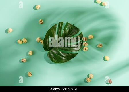 Easter festive card from fresh green tropical leaf of Monstera plant and small quail eggs on a light turquoise background, copy cpace. Happy Easter co Stock Photo