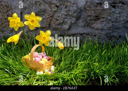 Easter background with blooming daffodils and  eggs in a nest over fresh green grass against stone wall - copy space Stock Photo