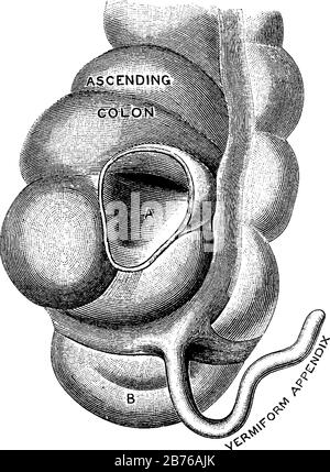 APPENDIX, DRAWING Stock Photo - Alamy