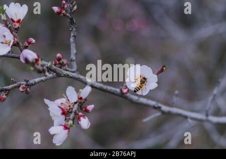 Honey bee pollinating blossoming fruit tree flowers during an overcast spring day Stock Photo